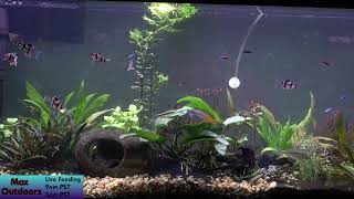 Tropical Fish Tank LIVE