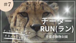 【千葉市動物公園】チーター（雌）アジャブの140メートル本気RUN（ラン）【動物園】