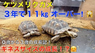 ケヅメリクガメ生後３年の体重測定！（２０２２年１月３１日）生まれ ケンとメリー（3歳で11キロ越え＾＾ギネスサイズの成長ぶり？）驚異的な成長！👍＃腸菌力M2