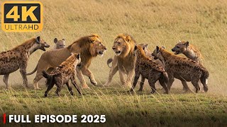 LION vs HYENA: Who Rules the Savannah? | Nature  Animal Documentary