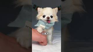 チワワの可愛さと魅力を１分で解説！#チワワ #chihuahua #shorts