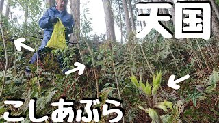 山菜の様子を見にきたら★こしあぶら★の天国だった♪