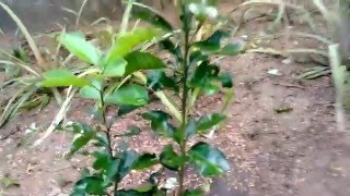 Chakotha Hannu/Pomelo/Pampara Panasa/Sadaphal Fruit Plant