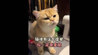 #养猫经验分享 #养猫人 #猫咪咳嗽 #猫咪吐白沫