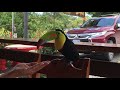 a keel billed toucan joins us for lunch in costa rica