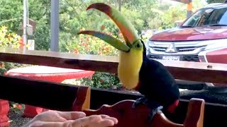 A Keel-Billed Toucan Joins Us for Lunch in Costa Rica