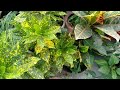 जनवरी में लगाए ये एक पत्ती से लगने वाले पोधे january me single leaf se lagne vale plant