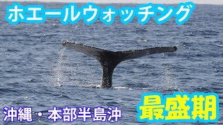 ホエールウォッチング旬入り