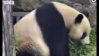 Tai Visits Bao Bao at the Howdy Grate