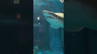 シロワニの迫力#shorts #shark #鮫 #水族館 #japan