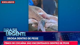 Pinos de cocaína são encontrados dentro de peixe | Brasil Urgente