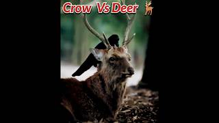 कौवे हिरण के बाल चोरी क्यों करते हैं 😲 facts about crow vs deer 🤩 #aishaworld #facts #ytshorts