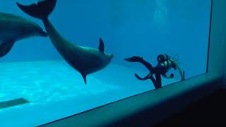 イルカに狙われるドルフィントレーナーさん・上越市水族館うみがたり（2019.6.21）