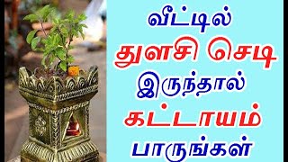 வீட்டில் துளசி மாடம் இருந்தால் இதை பாருங்கள் | #NBNS | thulasi valarppu or basil plant at home