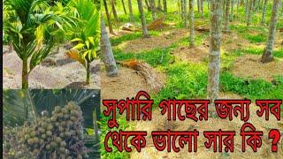 কোন সারের গুরুত্ব দিলে সুপারি ফলন খুব ভালো হয় । betel nut