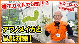 虫鳥獣対策！アワノメイガを寄せ付けないトウモロコシ栽培！害虫・鳥害・アライグマ・ハクビシンの被害を防ぐ！【家庭菜園】【雄花】【雌花】【受粉】