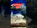 JACK DEMPSEY CICHLID