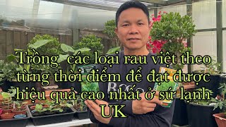 Chia sẻ cách trồng các loại rau việt ở UK theo từng thời điểm để đạt hiệu quả cao