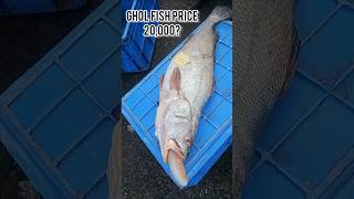 Ghol fish # datina fish # world's expensive fish # fishing #seafood