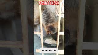 என்ன என்ன ஐட்டங்களோ என்ட சோத்துக் கோப்பையிலே #shortsfeed #shortsvideo #dogshorts #animalvideos #pets