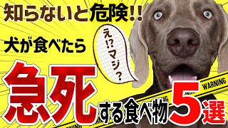 【超危険】犬が食べると急死する食べ物５選