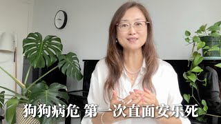 狗狗病危 第一次直面安乐死｜打官司？租出去的房子 房租涨不了 房子也收不回来｜八卦一下我在东京的豪宅社区