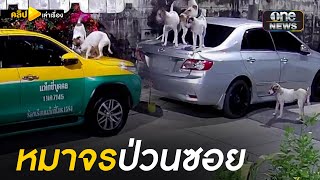 เจอแบบนี้ทำไง ? หมาจรปีนรถ ข่วน-กัดรถเละ | คลิปเล่าเรื่อง | สำนักข่าววันนิวส์