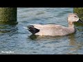 オカヨシガモの鳴き声【野鳥観察 鳥の鳴き声 バードウォッチング 池・川辺の鳥】anas strepera gadwall