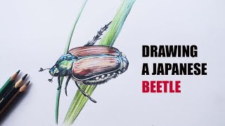 Japanese Beetle drawing in color pencils | Drawing for beginners | insect drawing