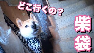 柴犬小春　袋詰めでどこ行くの？！愛犬と本州の南端に行ってきた　自粛解除で和歌山県南紀白浜　車中泊