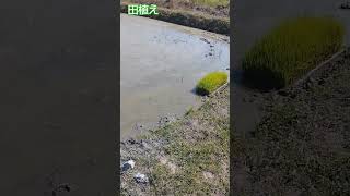 田植え途中、機械植え、四隅の角を手植えして、次に挿し苗だが見にくいな〜