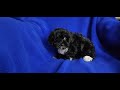 Stella, Black Yorkipoo baby girl!