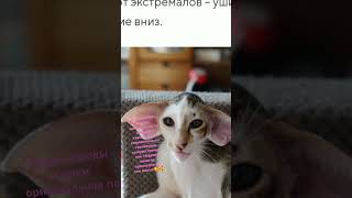 #cat они милые🥰🥰