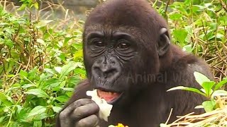 Ringo’s Adorable Mukbang!林戈的可愛吃播！