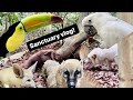 Feisty foxes, toucan, parrots, sanctuary vlog!