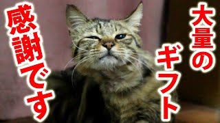 【保護猫にプレゼント】取り合いになるほど好きなご飯が大量に届いた【開封＆お礼動画】