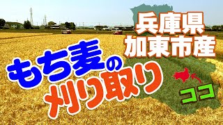 【兵庫県加東市産もち麦】ヤンマー汎用コンバインで刈る