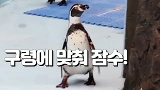 대장 구령에 잠수하는 훔볼트 펭귄 Cute Humboldt Penguins at the zoo