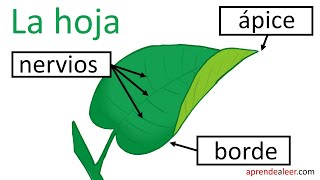 Partes de la hoja para niños