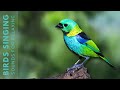 Beautiful Birds Sounds - Nature’s Best for Relaxation, Calming Sounds to Soothe Your Soul