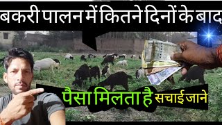 बकरी पालन में बकरी से पैसा कितने दिनों के बाद में मिलता है  | bakri palan profit | Goat Farm Profit