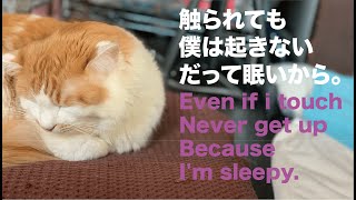 寝ている猫にちょっかいを出す動画〜A TV that makes a little mean to a sleeping cat〜