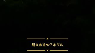 見えますか？三島　源兵衛川に舞うホタル