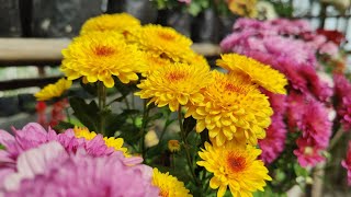 Beautiful Chrysanthemum Flowers: Care Tips \u0026 Colorful Blooms |