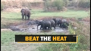 Summer Bath Of Elephants In Odisha’s Sambalpur | OTV News