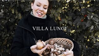 Tulppaanipiilo // Villa Lungi // Siirtolapuutarhurin päiväkirja