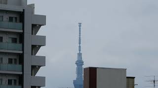 スカイツリーと梅雨明けのタチアオイ   It is the weather of Tokyo Sky Tree..