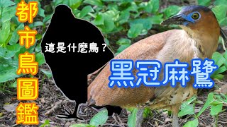 【都市鳥圖鑑】什麼是黑冠麻鷺？黑冠麻鷺為什麼會在都市大量繁殖？黑冠麻鷺和夜鷺怎麼分辨？