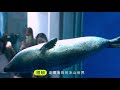 台灣體驗日本設計水族館，xpark。