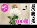 (SUB) Singing Birds - 100 species in Japan